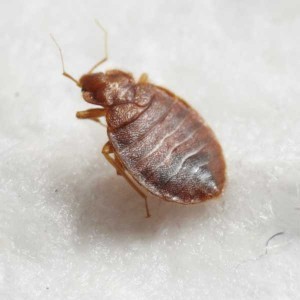 CANFORCE-bed-bugs-1-300x300